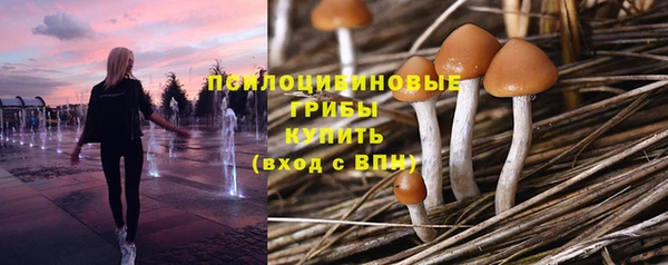 прущие грибы Абинск